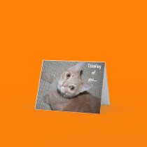 Thinking of You Kitten cards