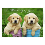Thinking of You Labrador Retriever Puppies Card