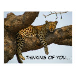Thinking of You (Leopard in a Tree) Postcard