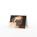 Thinking of you note card by nmpugrescue Thinking of you note card