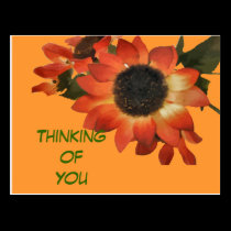 Thinking Of You Orange Sunflower Postcard postcards