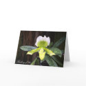 Thinking of You Orchid cards