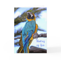 Thinking of You Parrot Cards
