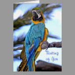 Thinking of You Parrot cards