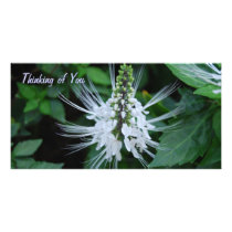 Thinking of You photo cards