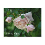 roses, pink, summer, love, thinking, you, family,