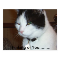 Thinking of You......... postcards