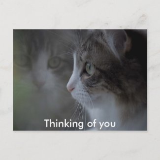 Thinking of you postcard