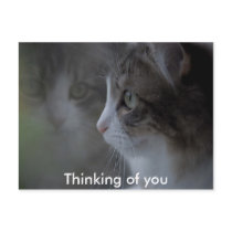 Thinking of you postcards by kittykafe Thinking of you postcards