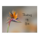 Thinking of You Postcard