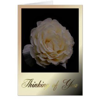 Thinking Of You. White Rose. Sympathy Grief flower Greeting Card