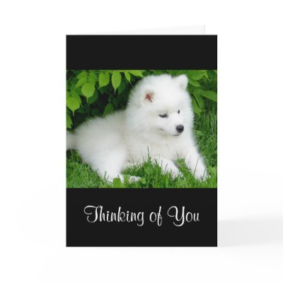 thinking of you samoyed 