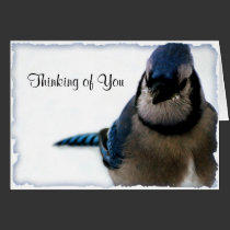 Thinking of You - Winter Blue Jay Series cards