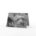 Thinking of You (Yorkie) Card card