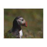 Thinking Puffin Post Card
