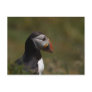Thinking Puffin Post Card