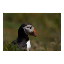 Thinking Puffin posters