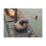 Thinking Sea Lion Humorous Postcard