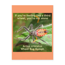 Third Wheel Bug Postcards