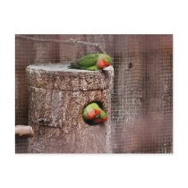 Third Wheel Lovebird Postcard