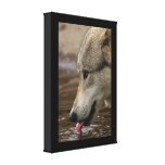 Thirsty, But Watchful Canvas Prints