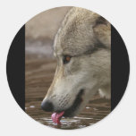 Thirsty, But Watchful Stickers