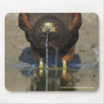 Thirsty Harris Hawk Mouse Pad