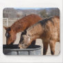 Thirsty Horses Drink at the Water Trough Mousepad