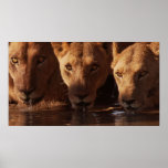 Thirsty Lioness posters