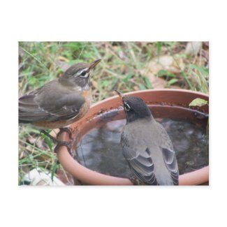 thirsty Robins Postcard postcard