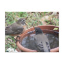 thirsty Robins Postcard by KatAnnette thirsty Robins Postcard