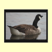Thirsty Work "Canadian Goose" Postcard postcards