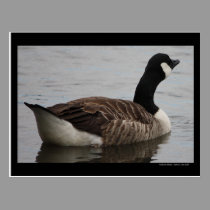 Thirsty Work "Canadian Goose" Postcard postcards