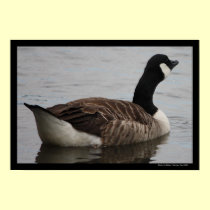 Thirsty Work (Canadian Goose) Poster posters