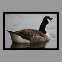 Thirsty Work (Canadian Goose) Poster posters