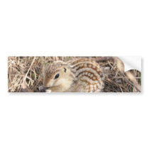 Thirteen Lined Ground squirrel bumper stickers