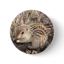 Thirteen Lined Ground squirrel buttons