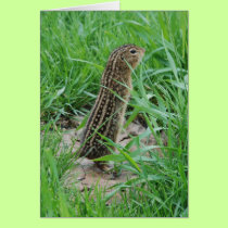 Thirteen-lined Ground Squirrel Card cards