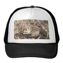 Thirteen Lined Ground squirrel Hat
