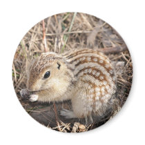Thirteen Lined Ground squirrel magnets