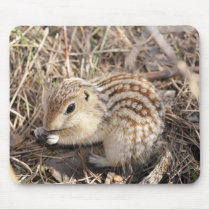 Thirteen Lined Ground squirrel mousepads