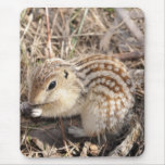 Thirteen Lined Ground squirrel mousepads