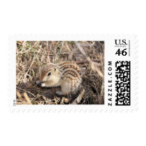 Thirteen Lined Ground squirrel postage