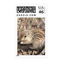 Thirteen Lined Ground squirrel postage