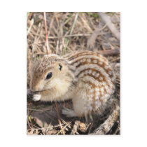 Thirteen Lined Ground squirrel postcards