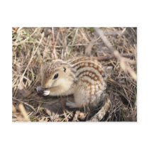 Thirteen Lined Ground squirrel postcards