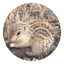 Thirteen Lined Ground squirrel stickers