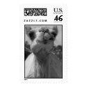 This Camel Thinks You Are Funny Looking postage by imagenations This Camel Thinks You Are Funny Looking postage