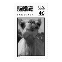This Camel Thinks You Are Funny Looking postage by imagenations This Camel Thinks You Are Funny Looking postage