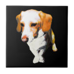 this dog typical longevity of Beagles named "cooki tiles